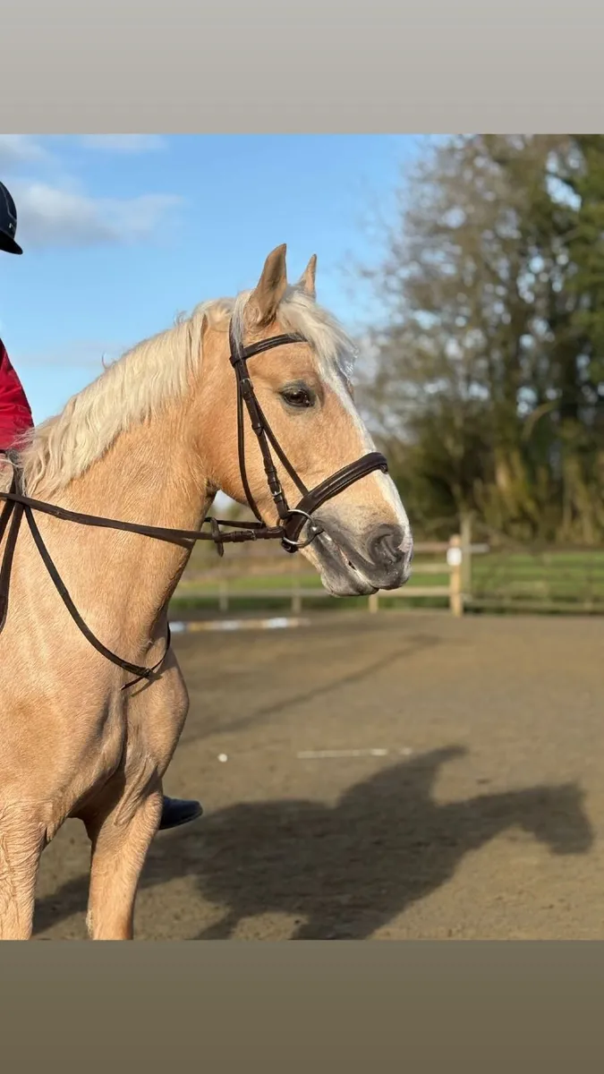 14.2/3hh Palomina Mare - Image 1