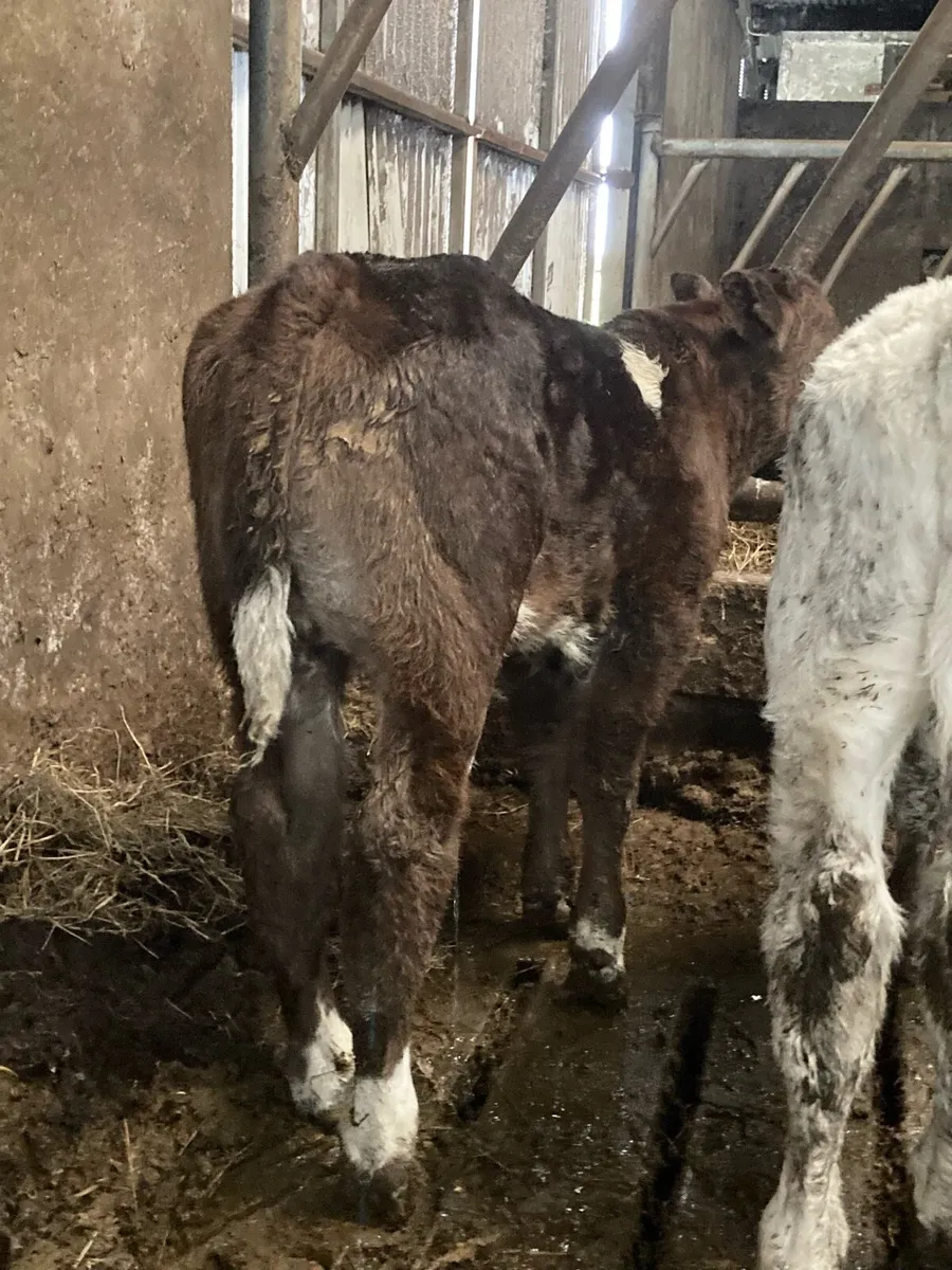 *** Hybrid Bull Calf *** - Image 1