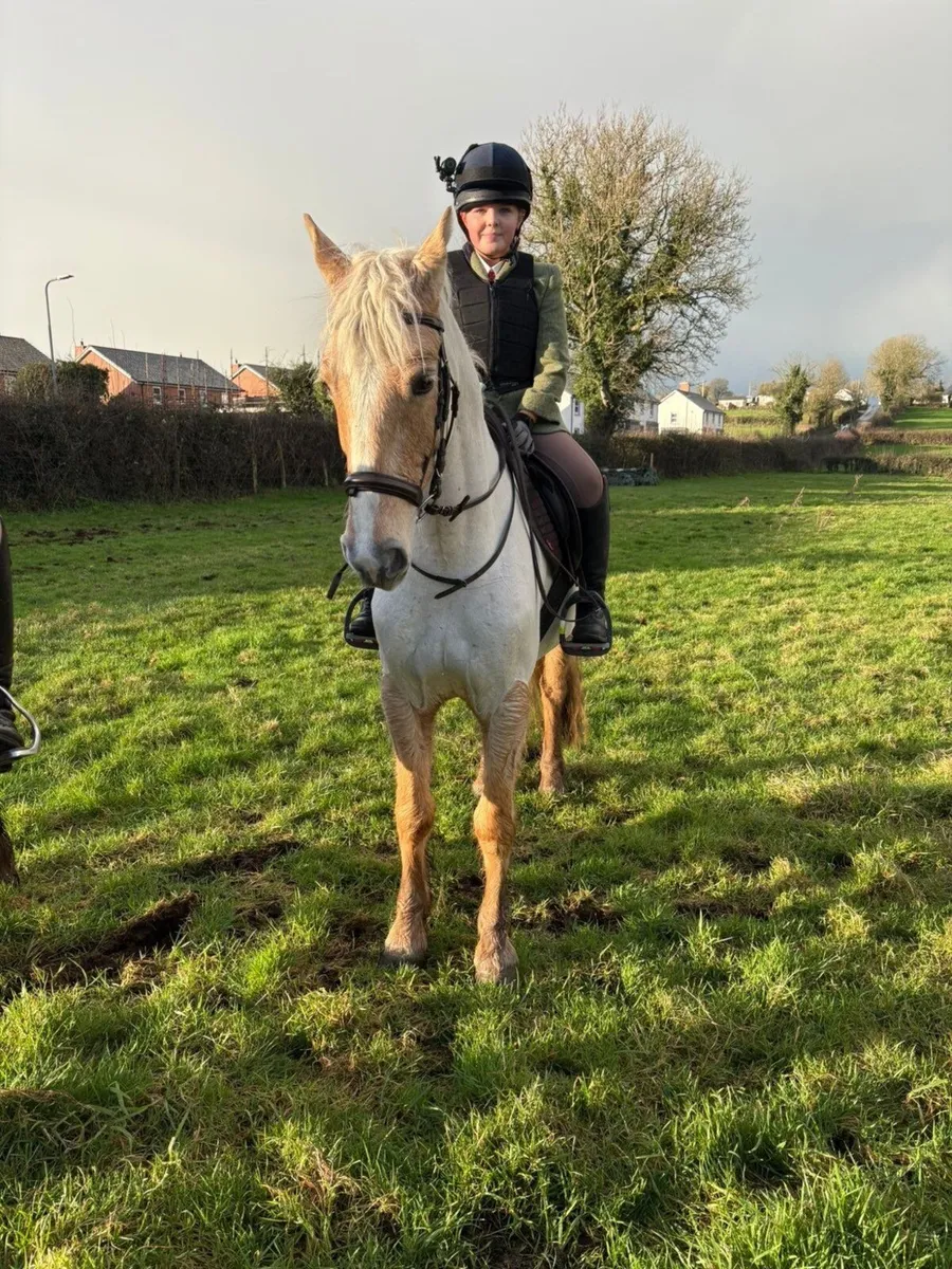 14.2/3hh Palomina Mare - Image 2