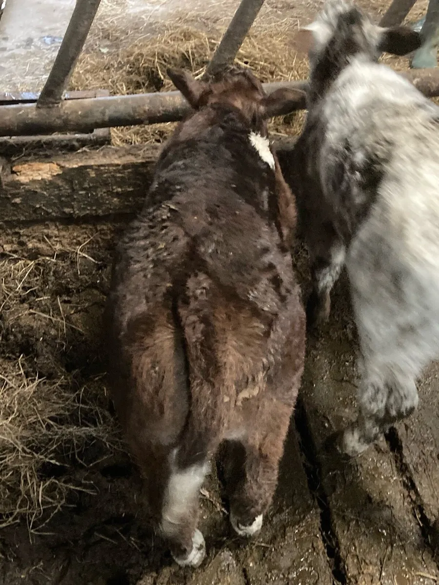 *** Hybrid Bull Calf *** - Image 2