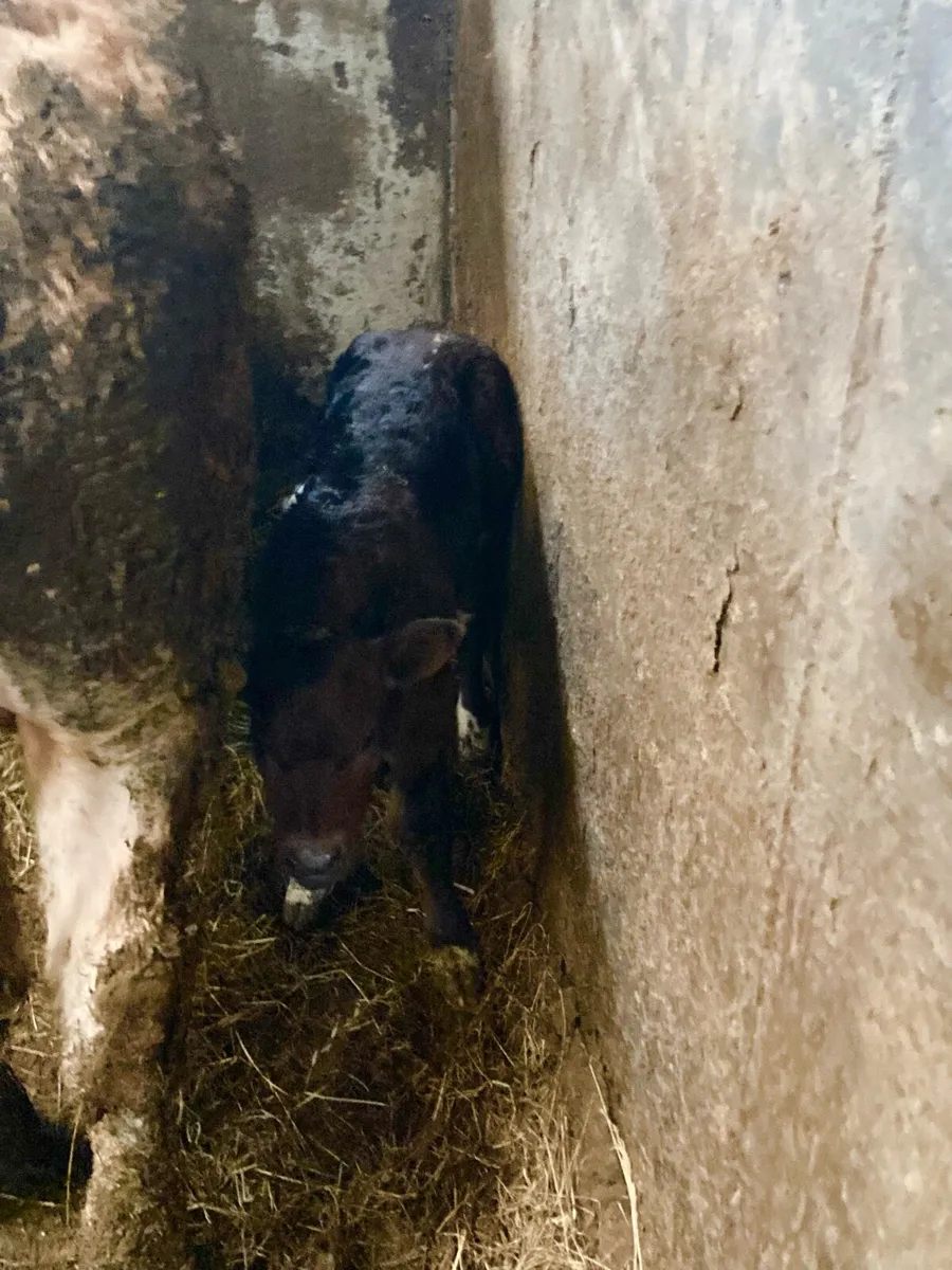 *** Hybrid Bull Calf *** - Image 3