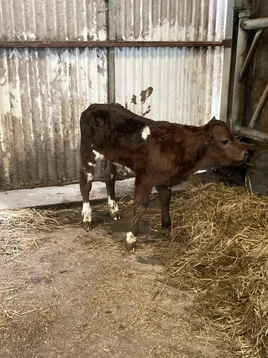 *** Hybrid Bull Calf *** - Image 4