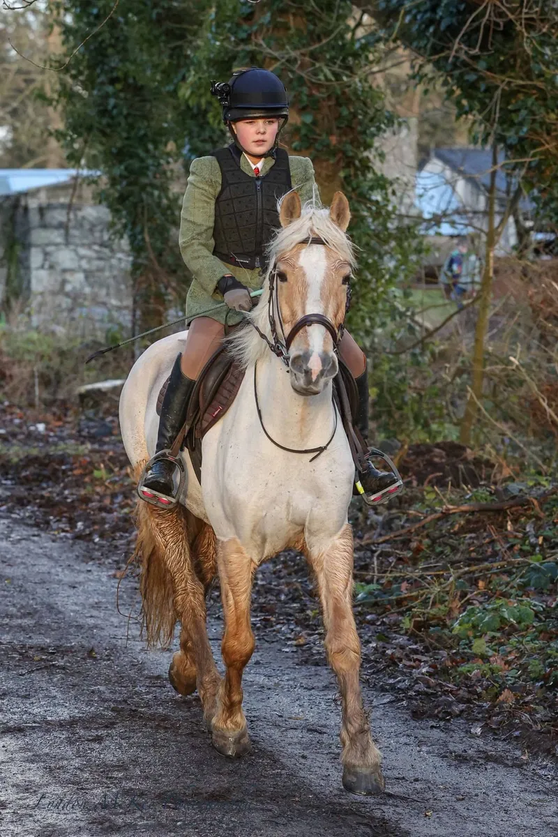 14.2/3hh Palomina Mare - Image 3