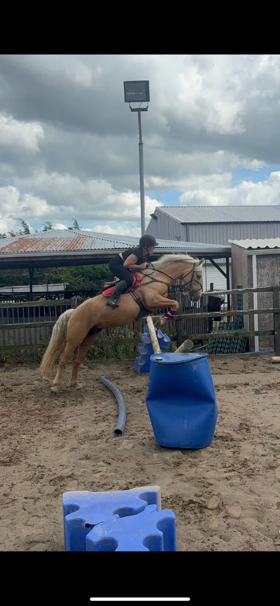 14.2/3hh Palomina Mare - Image 4