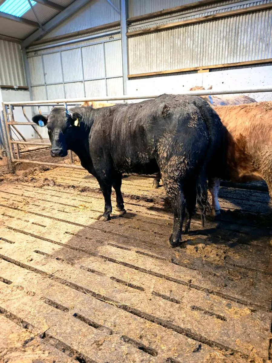 Breeding heifers Balla mart Sat 18th - Image 1