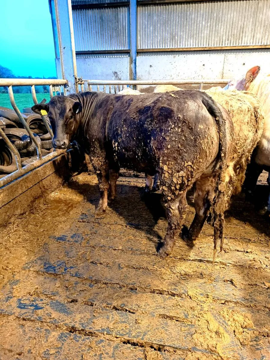 Breeding heifers Balla mart Sat 18th - Image 2