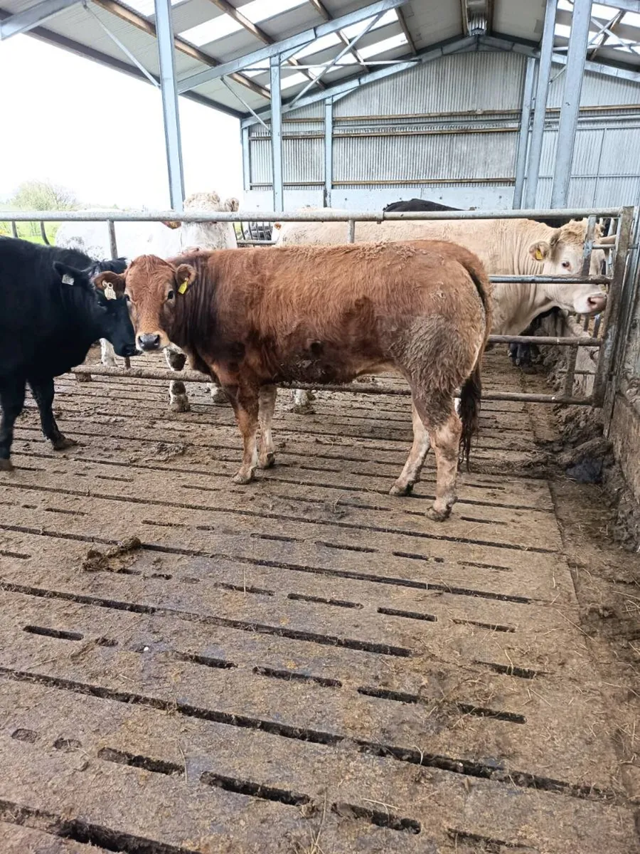 Breeding heifers Balla mart Sat 18th - Image 3