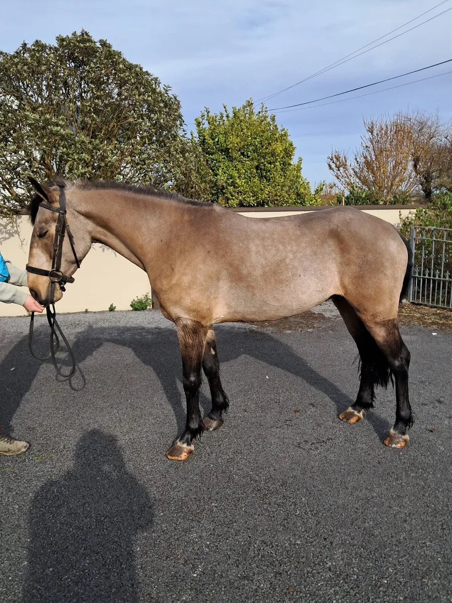 5 yr old Connemara Gelding - Image 1