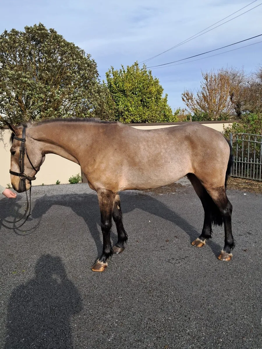 5 yr old Connemara Gelding - Image 2