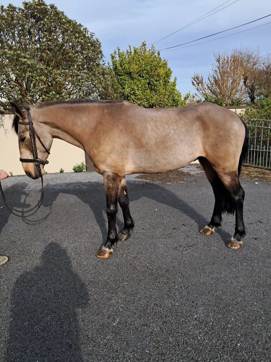5 yr old Connemara Gelding - Image 3