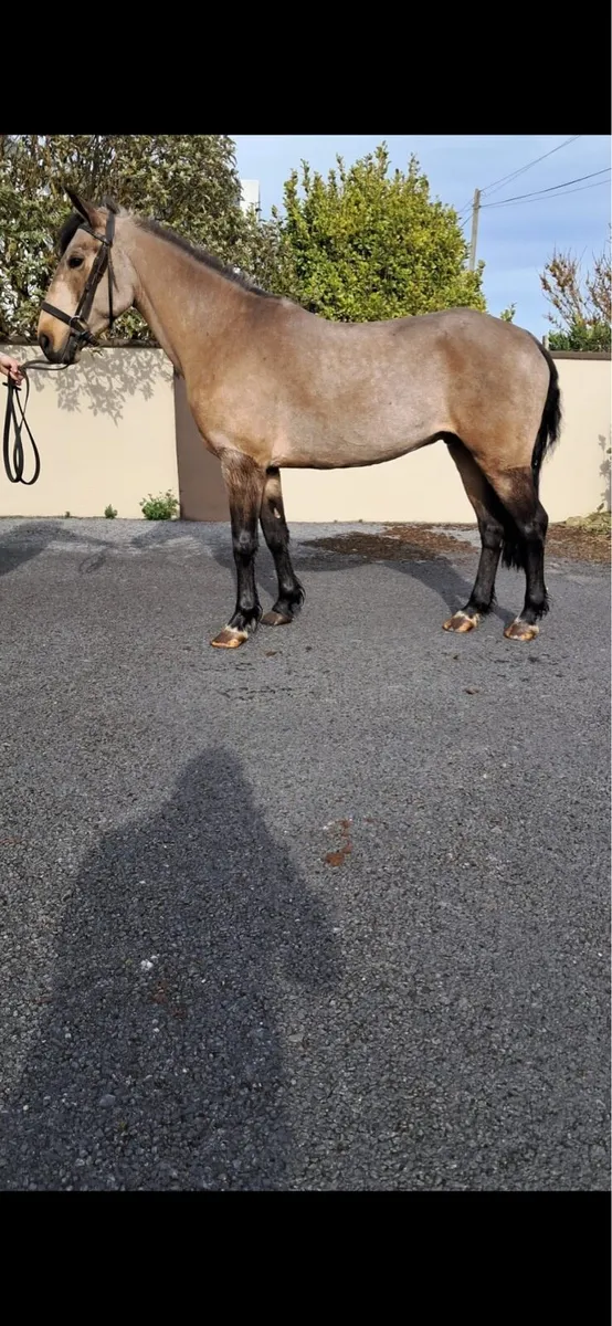 5 yr old Connemara Gelding - Image 4