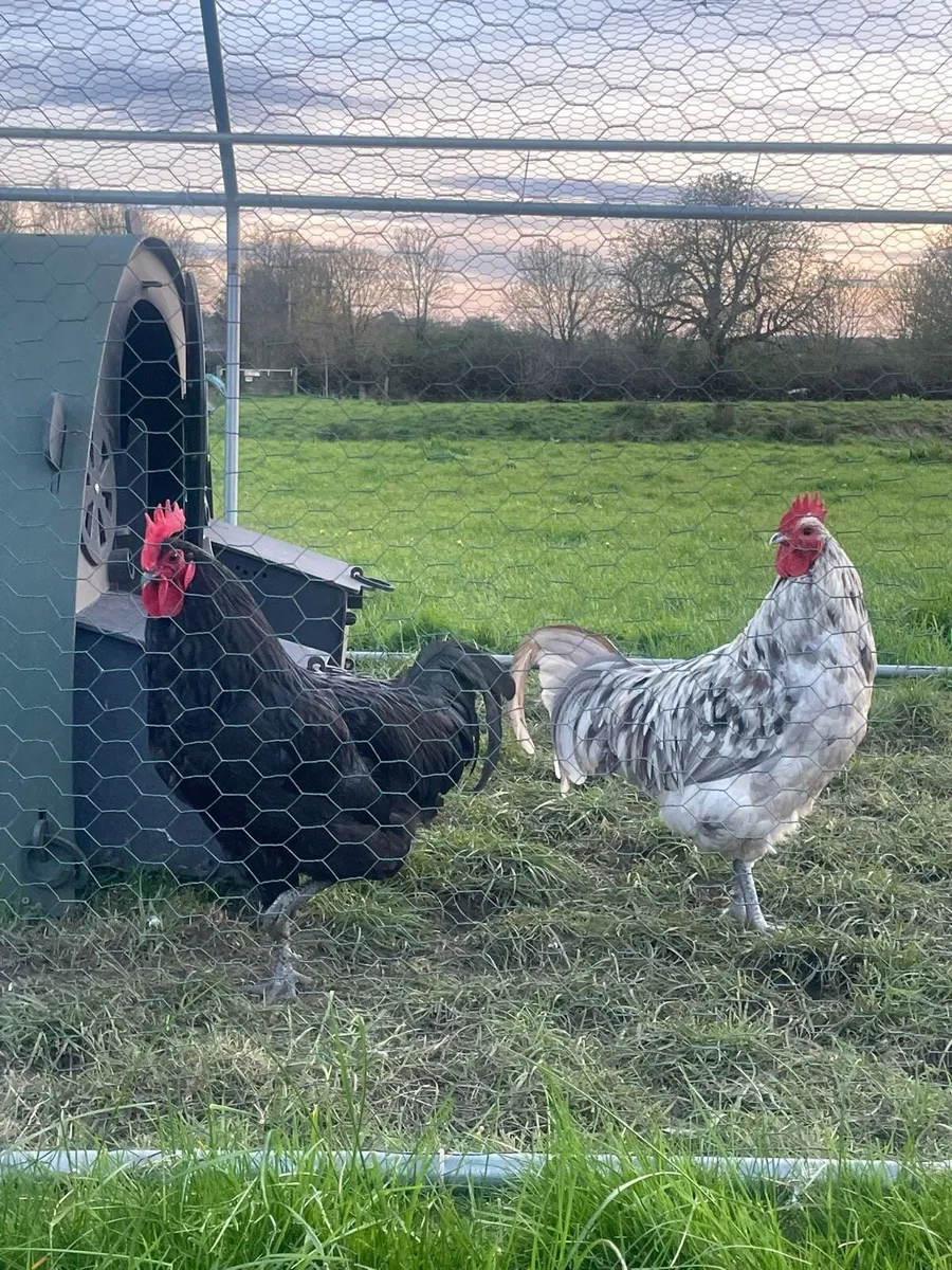 Rooster - Image 1