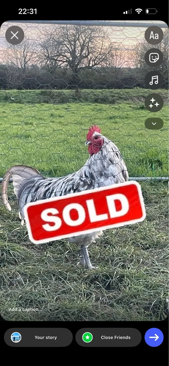 Rooster - Image 3