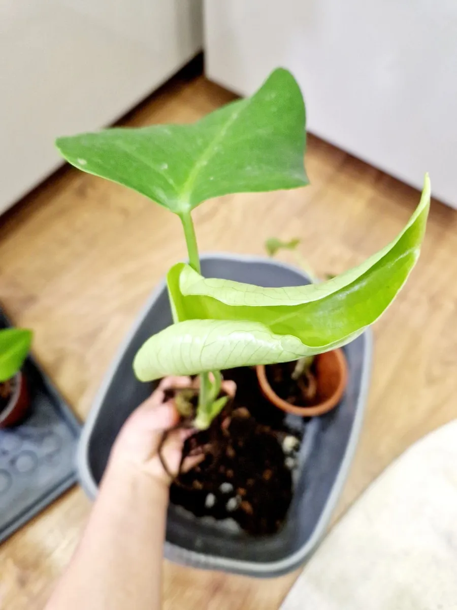 Monstera plants - Image 1