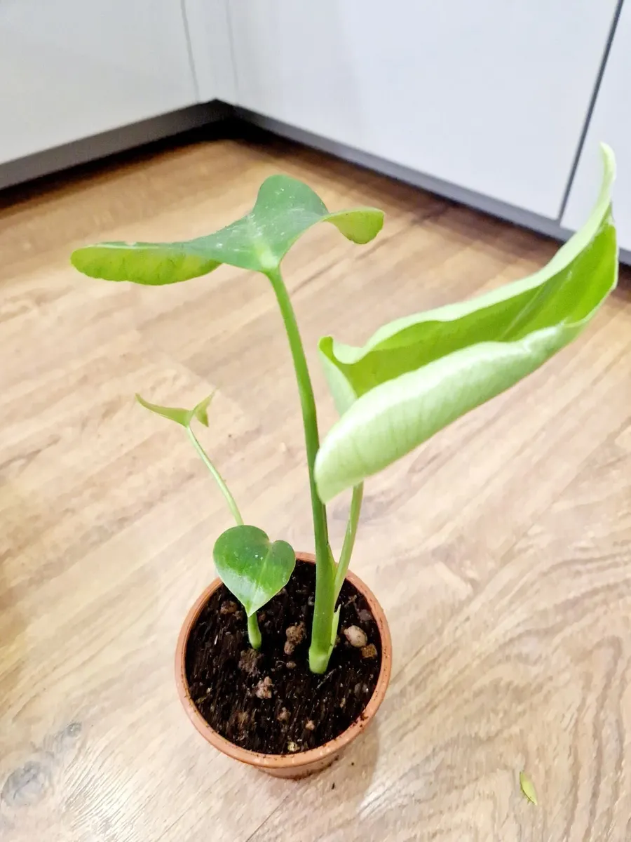 Monstera plants - Image 2
