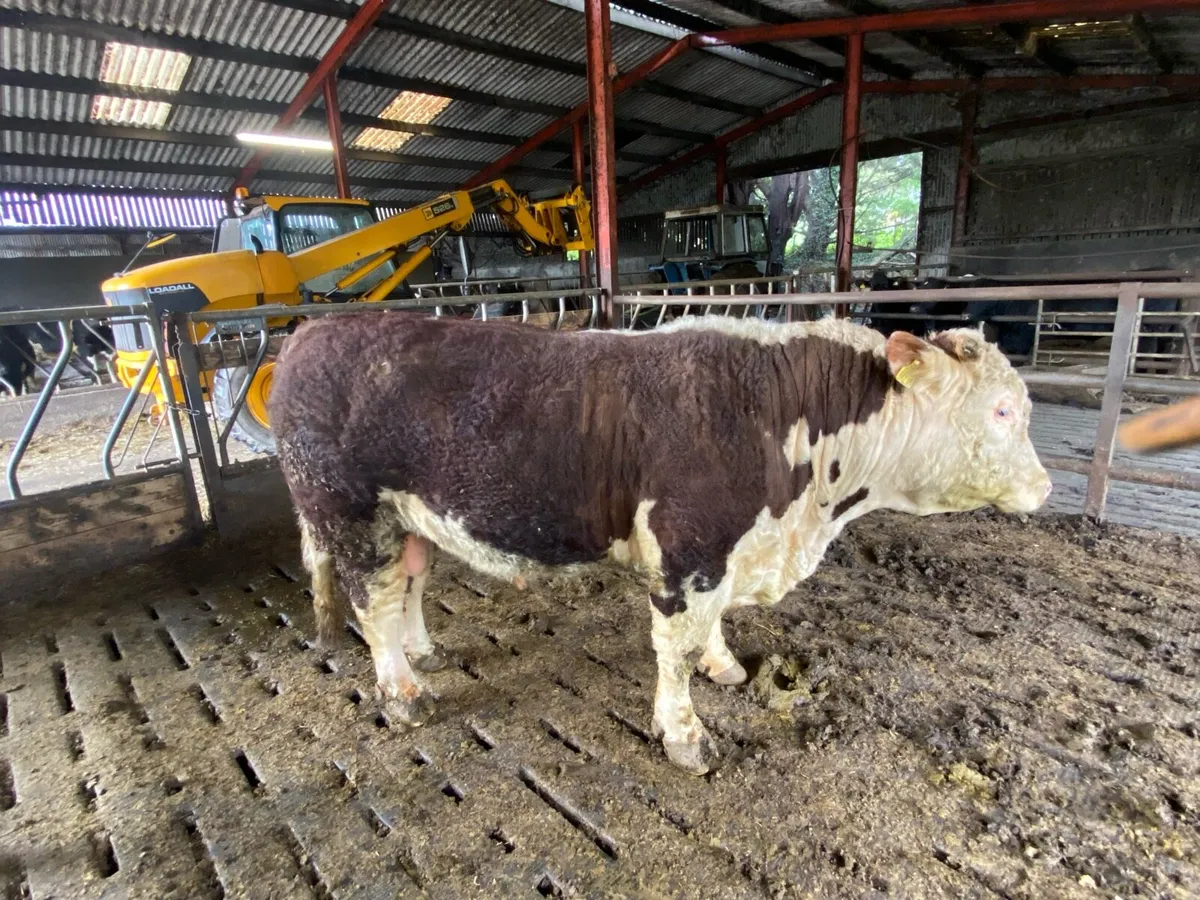 Hereford Bull - Image 2