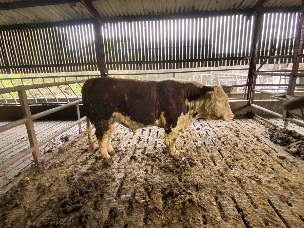 Hereford Bull - Image 3