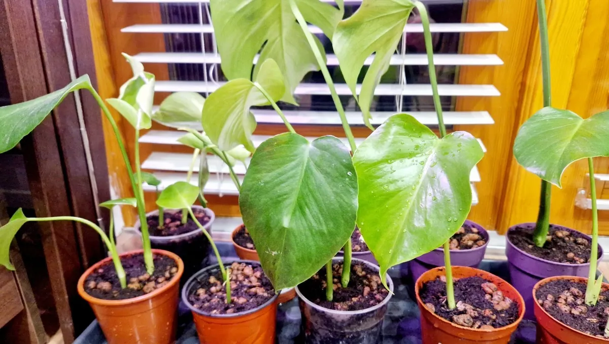 Monstera plants - Image 3