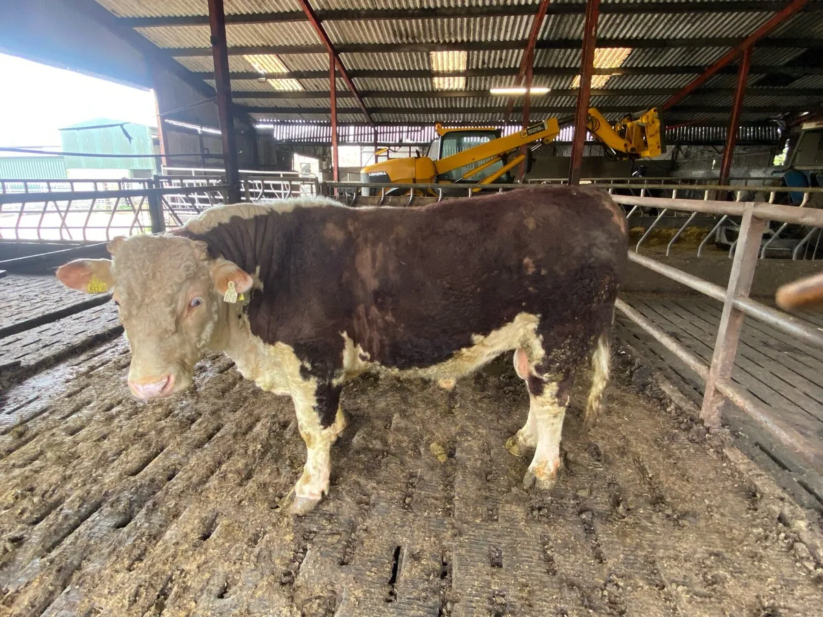 Hereford Bull - Image 4