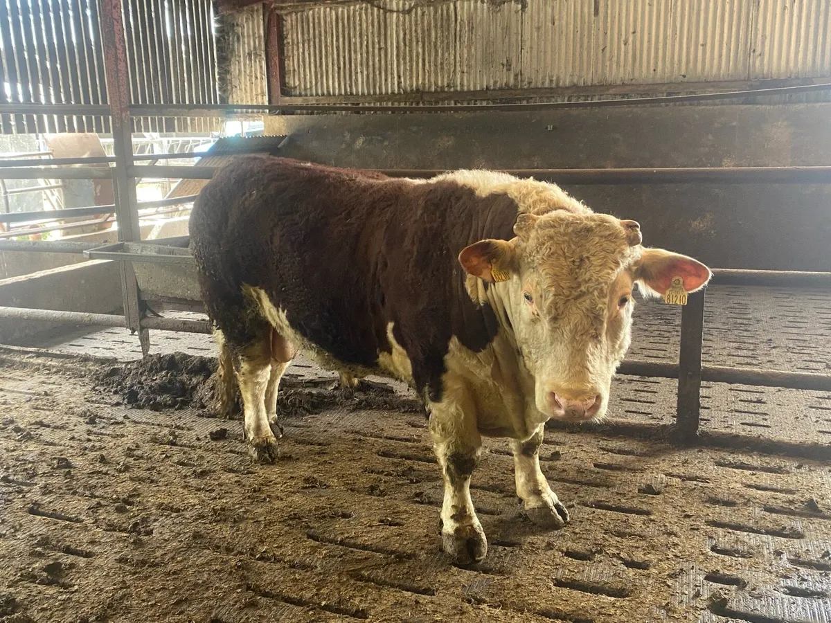 Hereford Bull - Image 1