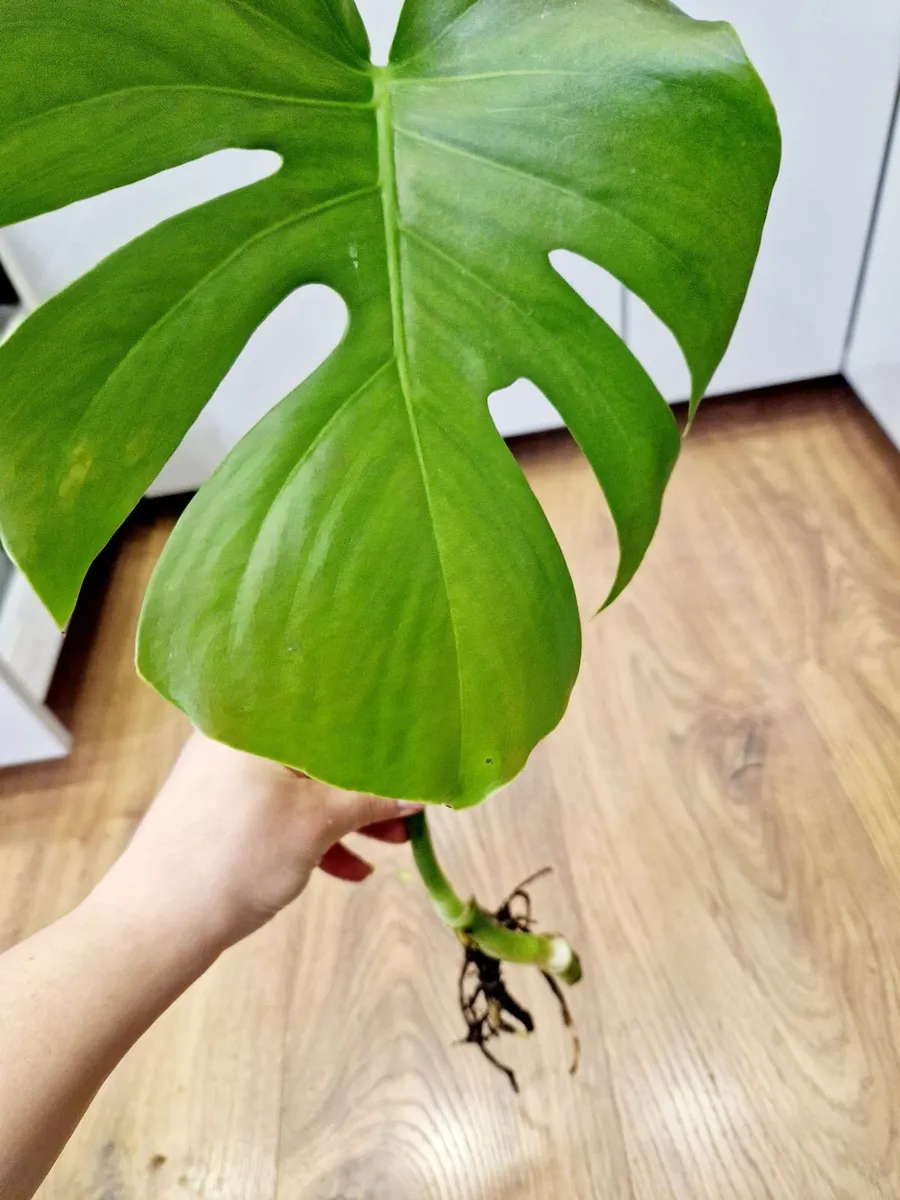 Monstera plants - Image 4