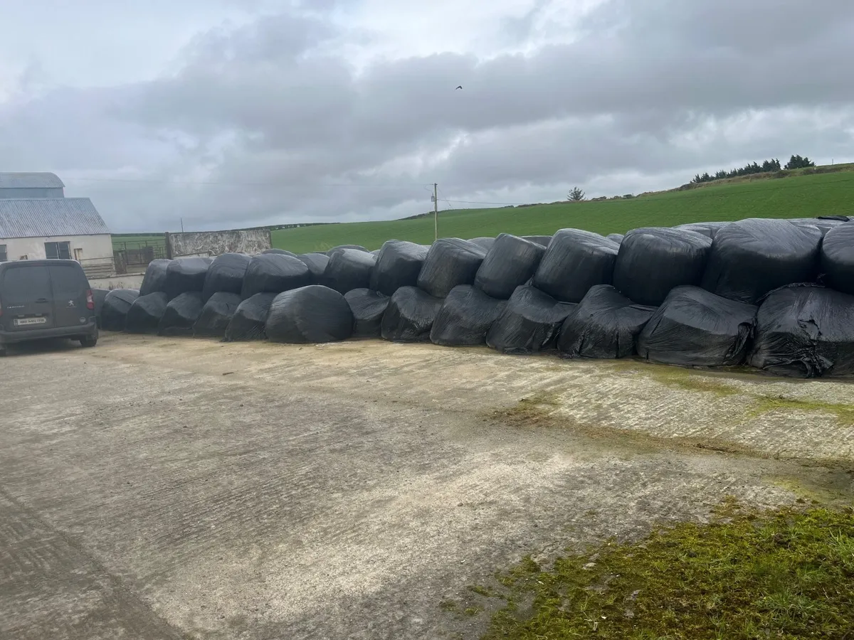 Silage for sale - Image 2