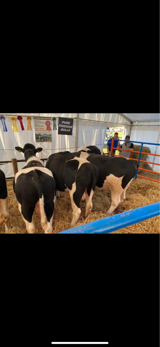 pure bred British Friesian bulls - Image 3