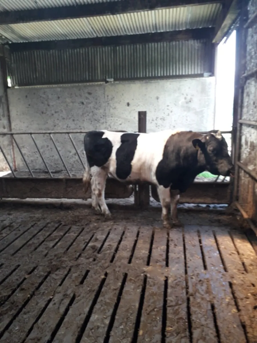 pure bred British Friesian bulls - Image 4