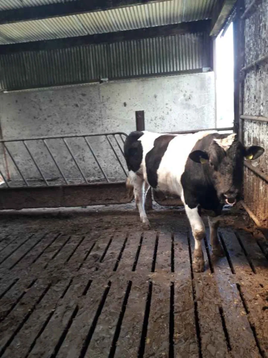 pure bred British Friesian bulls - Image 1