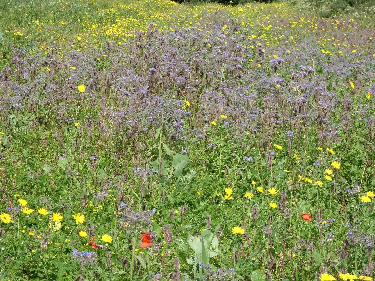 Phacelia for bees - Image 2