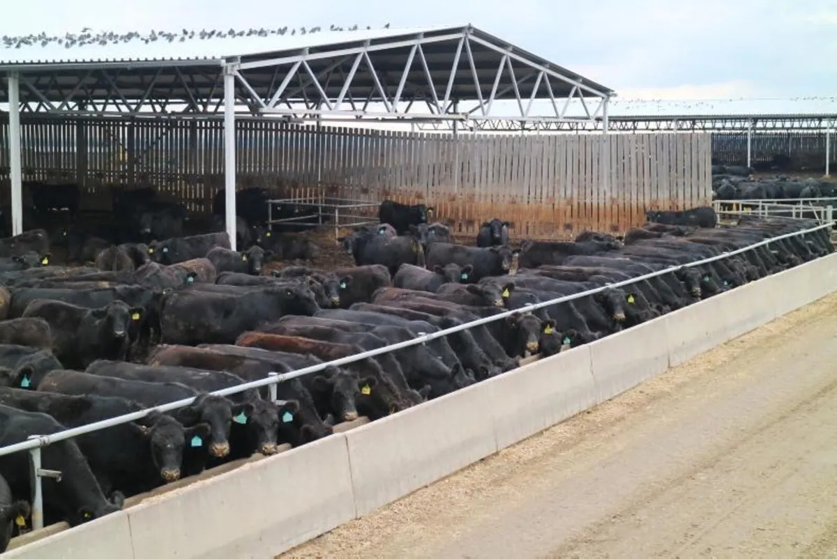 Angus and Continental bullocks and heifers - Image 1