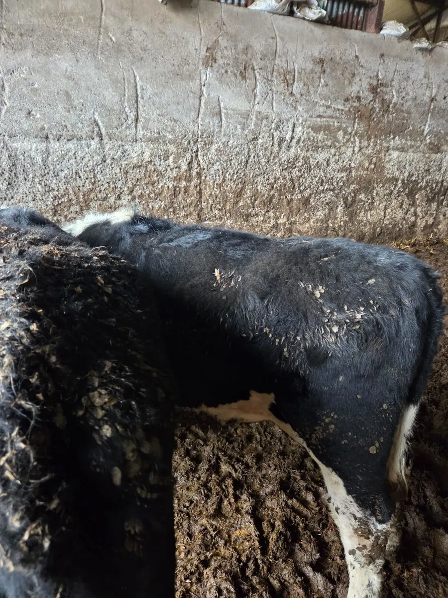 Hereford Heifers ready for Grass - Image 1