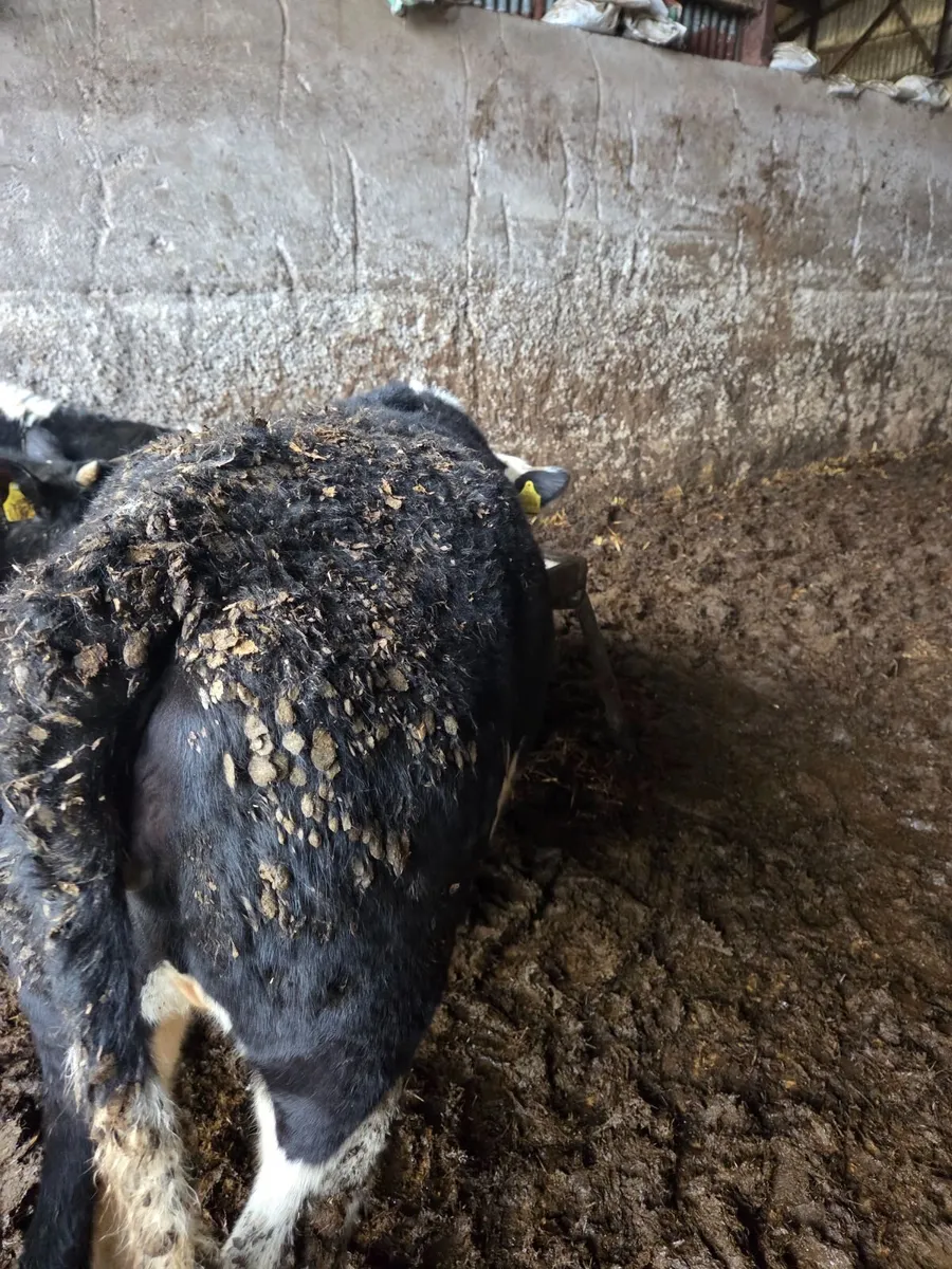 Hereford Heifers ready for Grass - Image 2