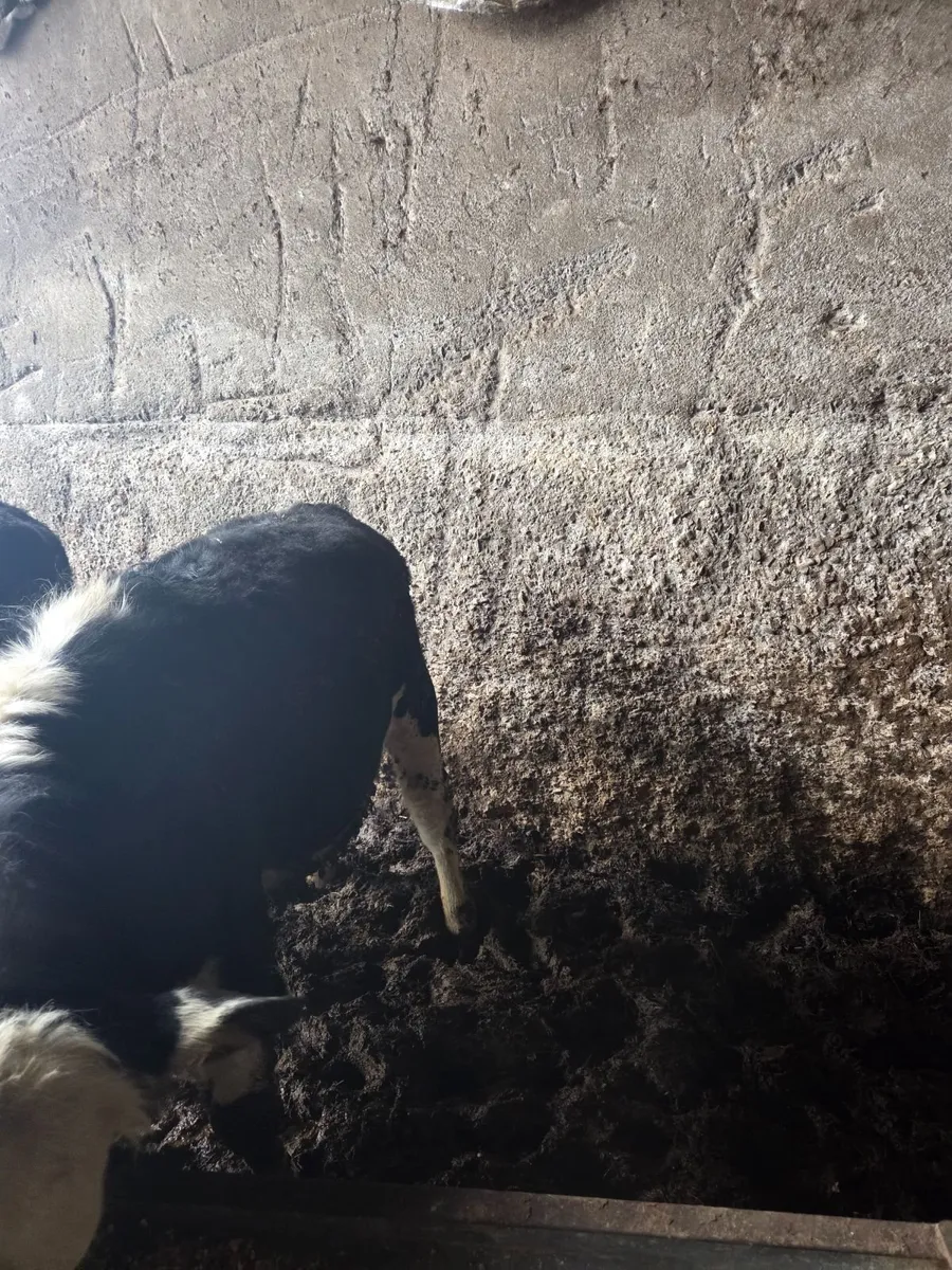 Hereford Heifers ready for Grass - Image 3