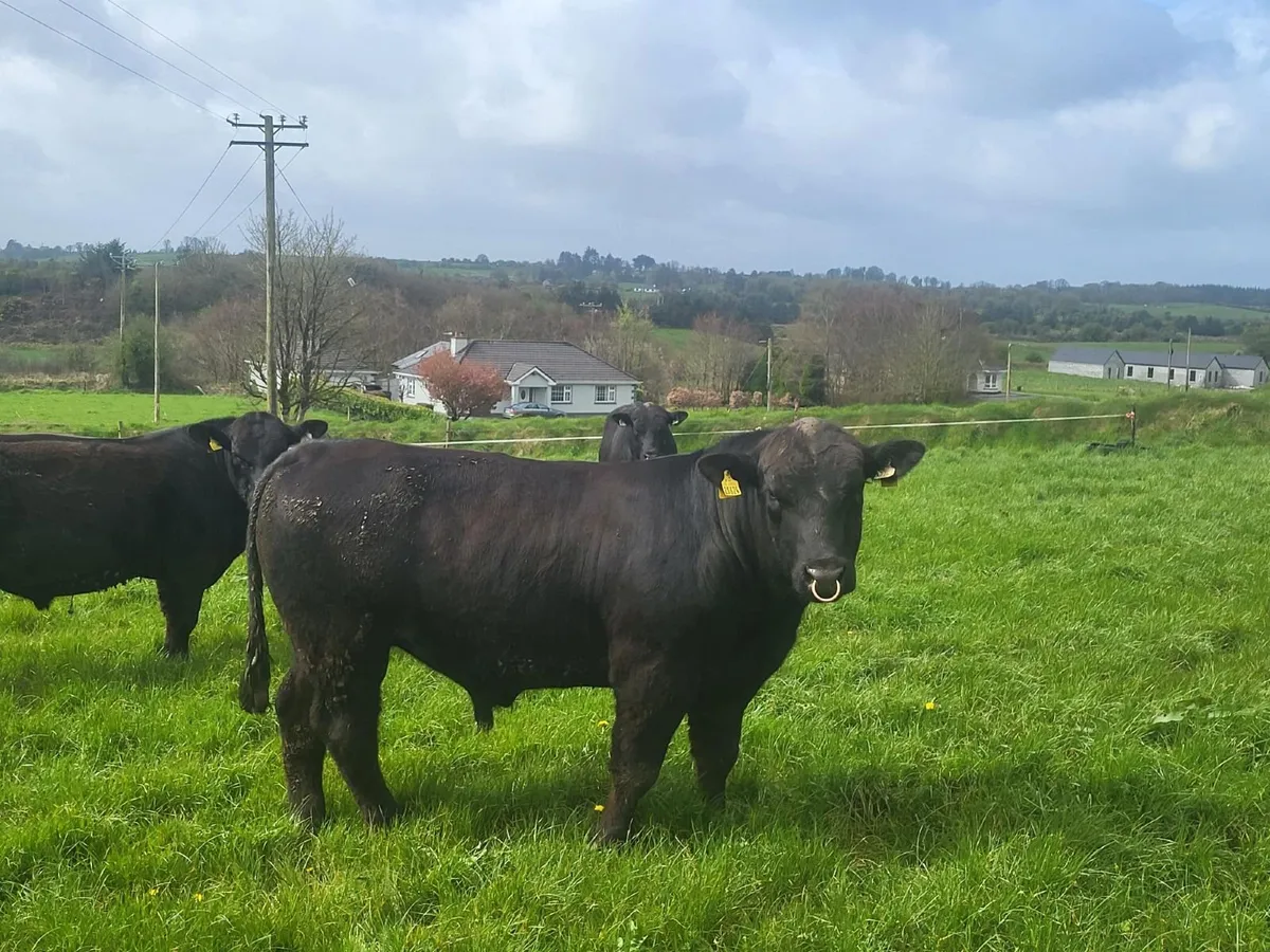 Pedigree Aberdeen Angus Bulls - Image 1