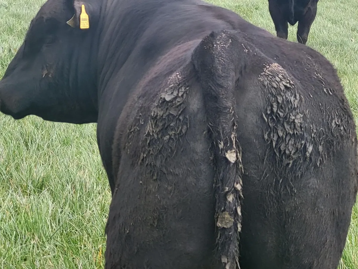 Pedigree Aberdeen Angus Bulls - Image 2