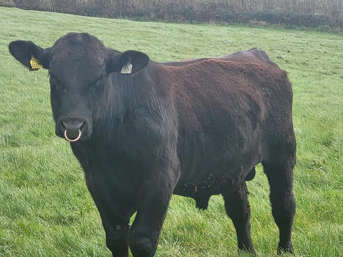 Pedigree Aberdeen Angus Bulls - Image 3