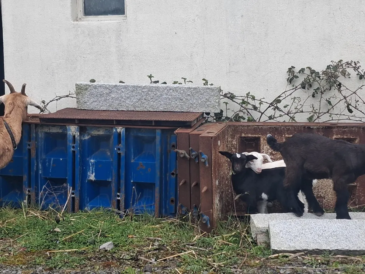 Beautiful kid Goats - Image 2