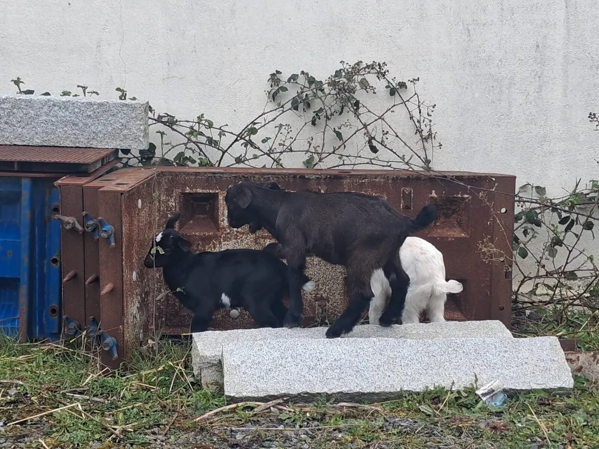 Beautiful kid Goats - Image 3