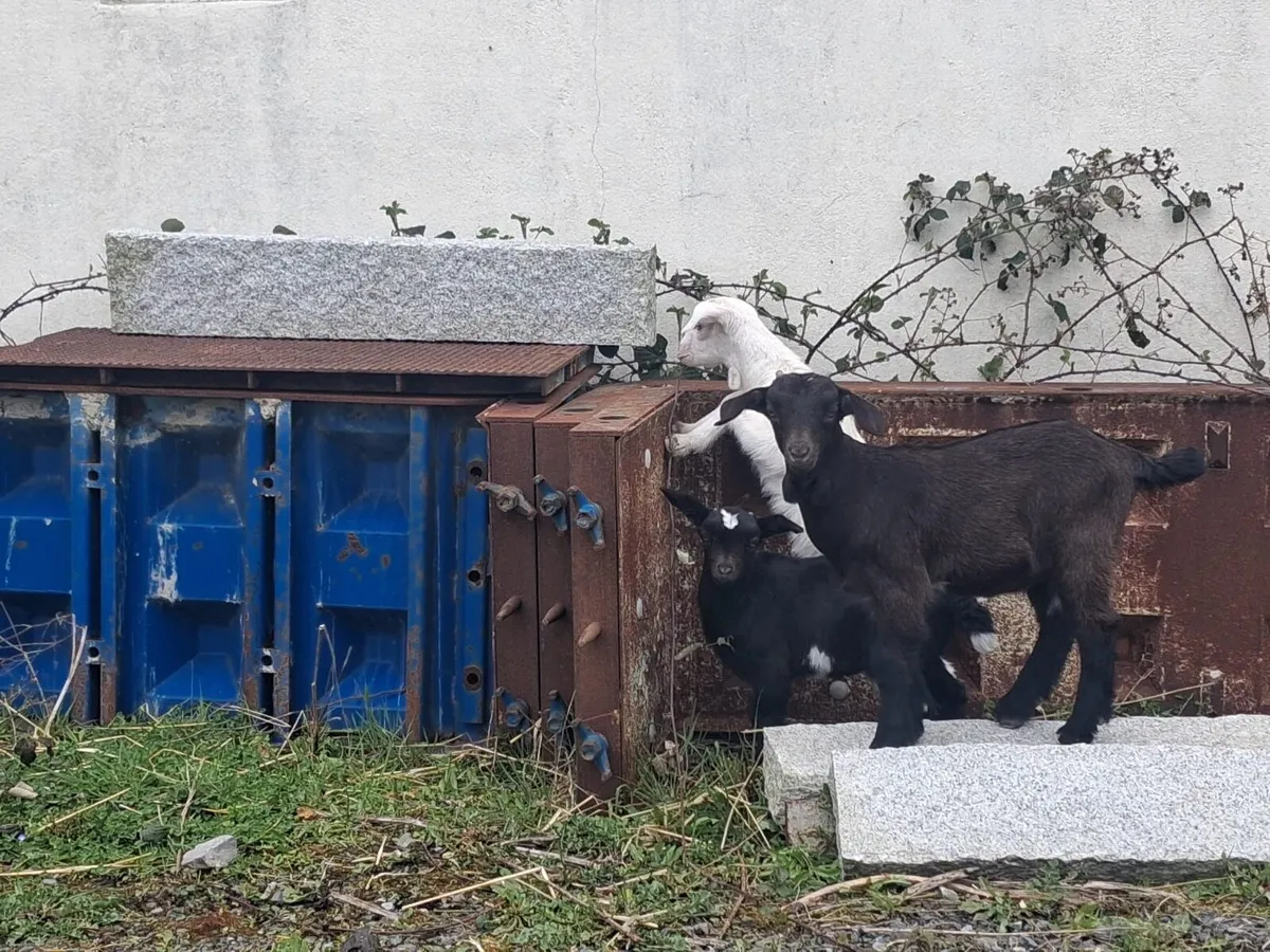 Beautiful kid Goats - Image 1