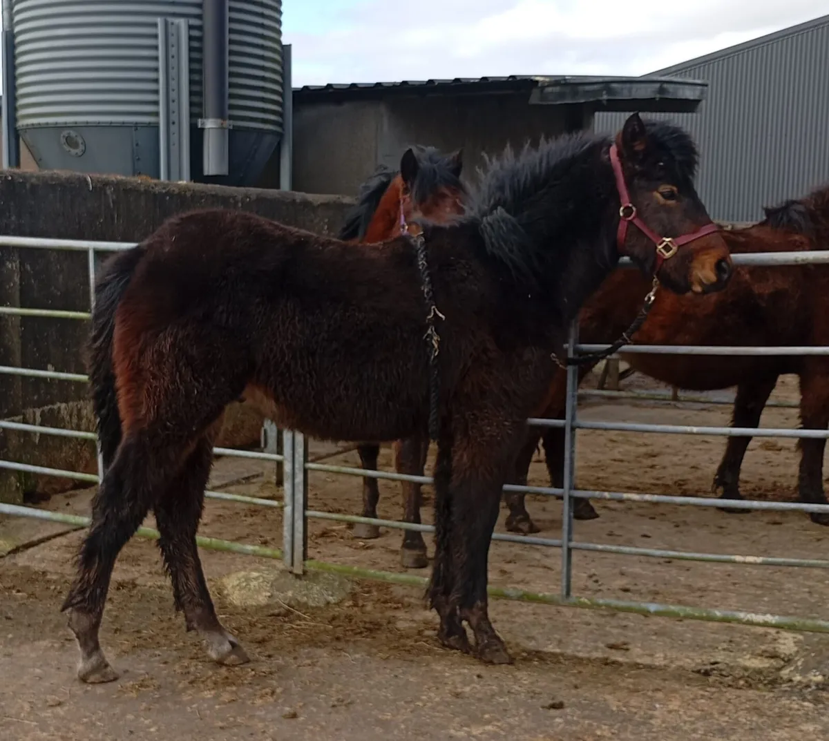 Connemara Colt Foal - Image 3
