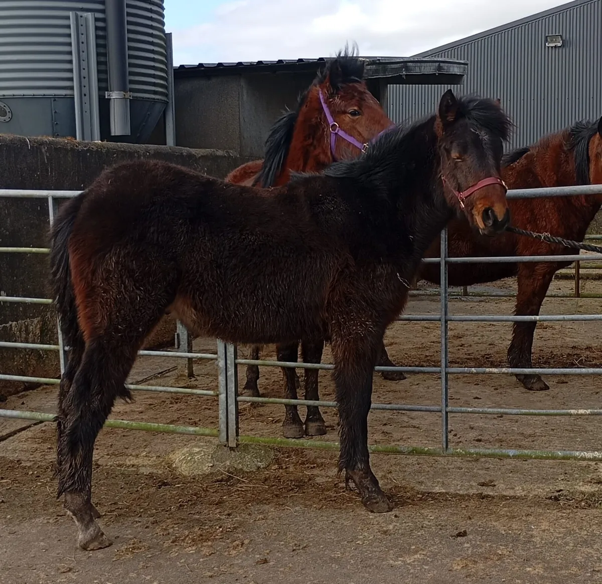 Connemara Colt Foal - Image 4