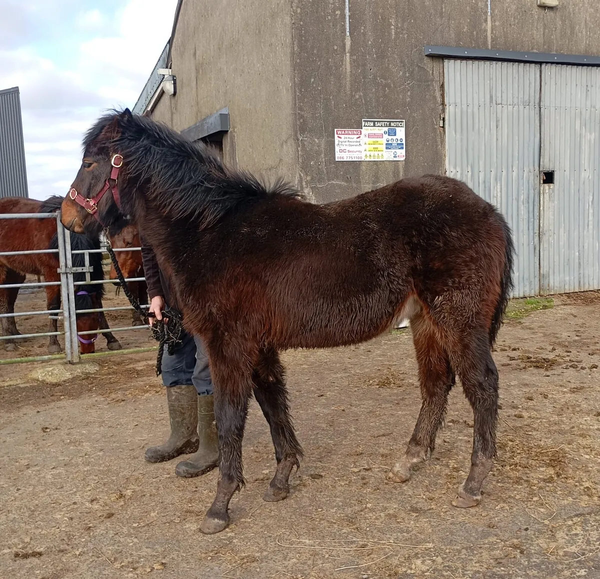 Connemara Colt Foal - Image 1