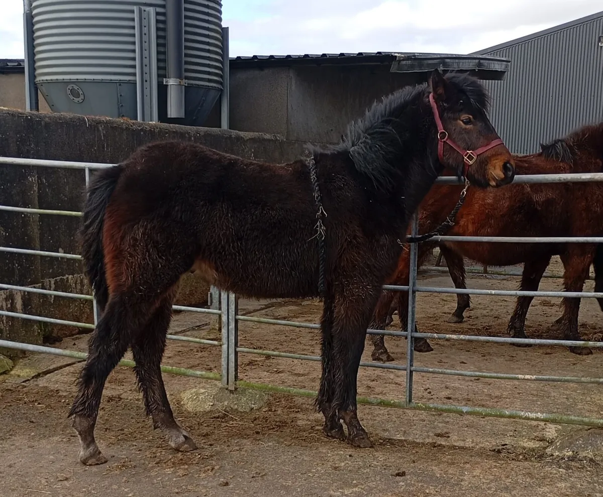 Connemara Colt Foal - Image 2