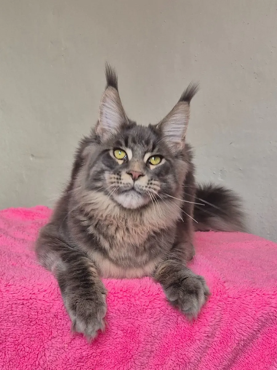 Maine coon male - Image 1