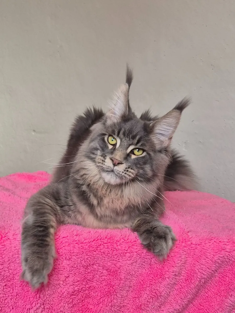 Maine coon male - Image 2