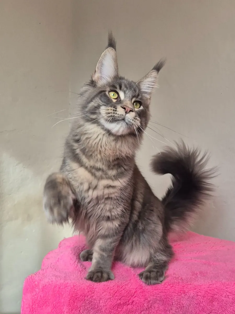Maine coon male - Image 3