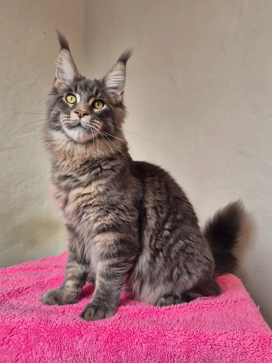 Maine coon male - Image 4