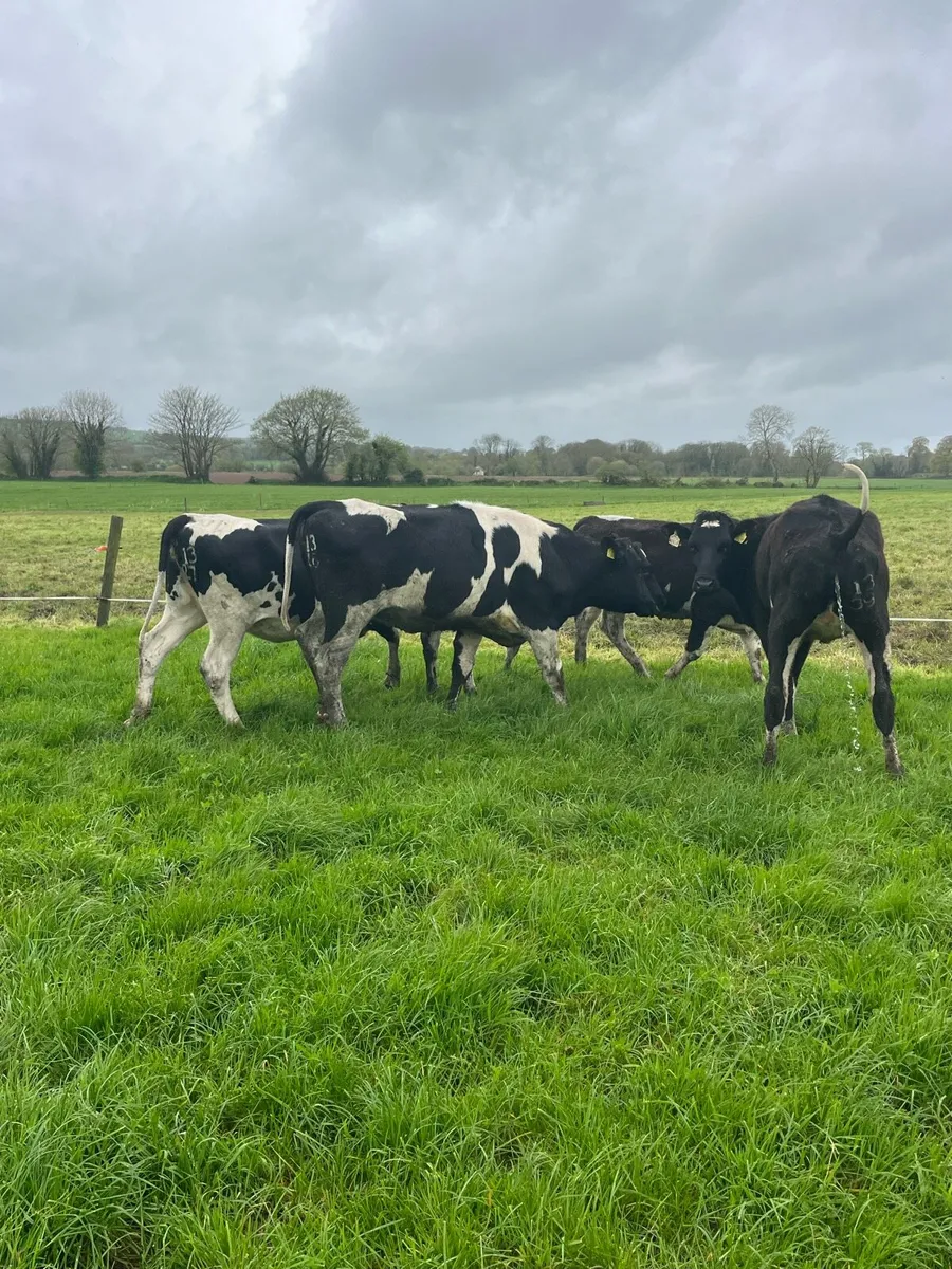 Bulling Heifers - Image 2