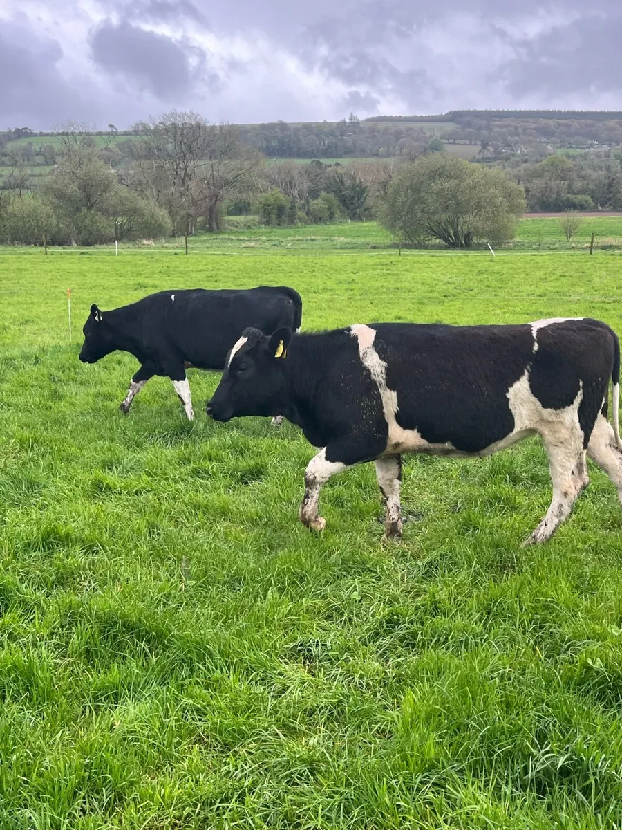 Bulling Heifers - Image 3